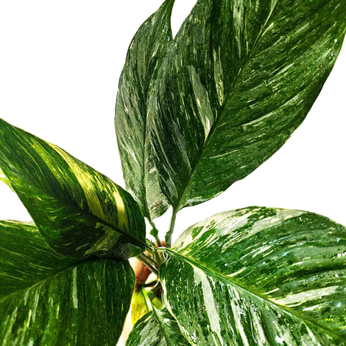 spathiphyllum domino variegata - Plante d'intérieur avec plusieurs feuilles et système racinaire très bien développée- Paix lily Variegata monjungle