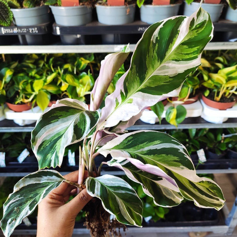 Calathea White Fusion S monjungle