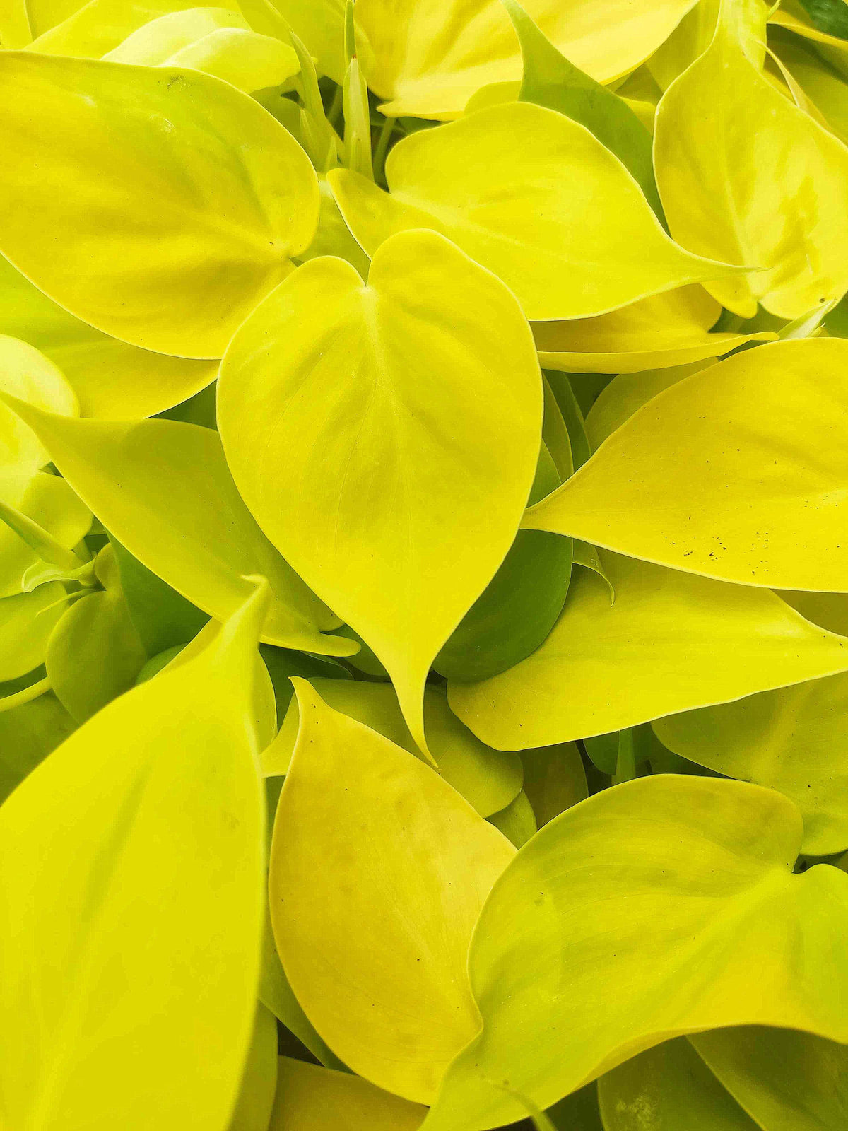 Philodendron scandens Lemon Lime monjungle