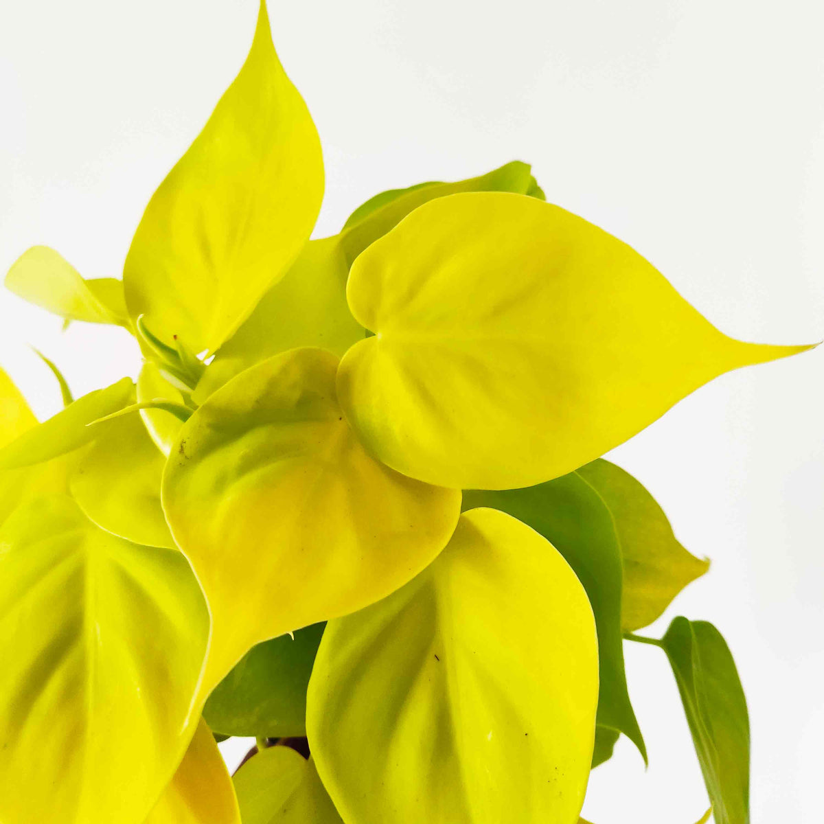 Philodendron scandens Lemon Lime monjungle