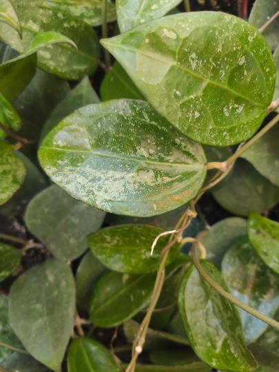 Rare Hoya Parasitica Black Edge - boutures enracinées de hoya Parasitica - Plante d'intérieur porcelain - monjungle