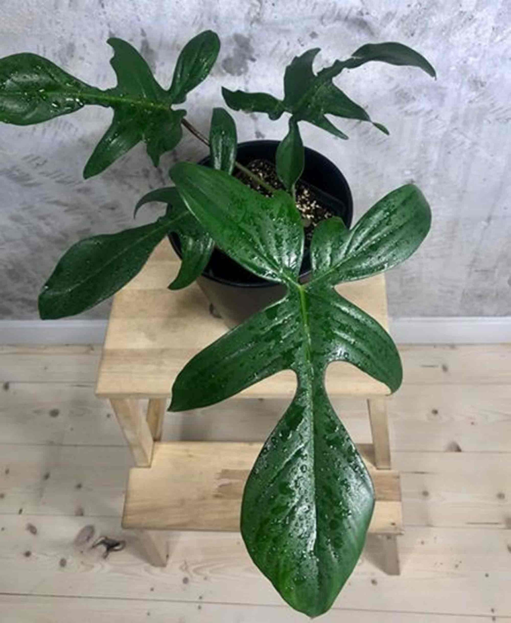 green beauty philodendron Philodendron Florida Green