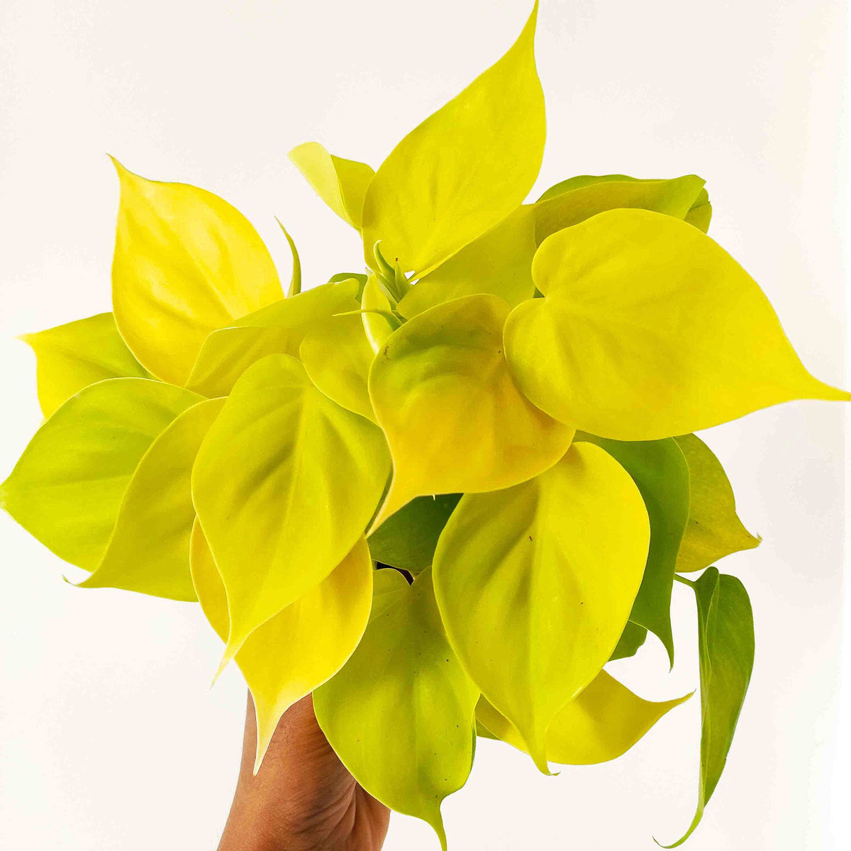 Philodendron scandens Lemon Lime monjungle