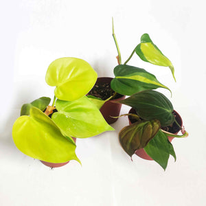 Philodendron (Pack de 3) | Philodendron Scandens | Philodendron Brazil | Philodendron scandens Lemon Lime | Philodendron Micans - monjungle