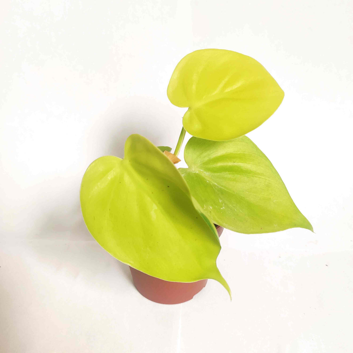 Philodendron Pack de 3 Philodendron Scandens, Philodendron Brazil, Philodendron scandens Lemon Lime | Philodendron Micans monjungle