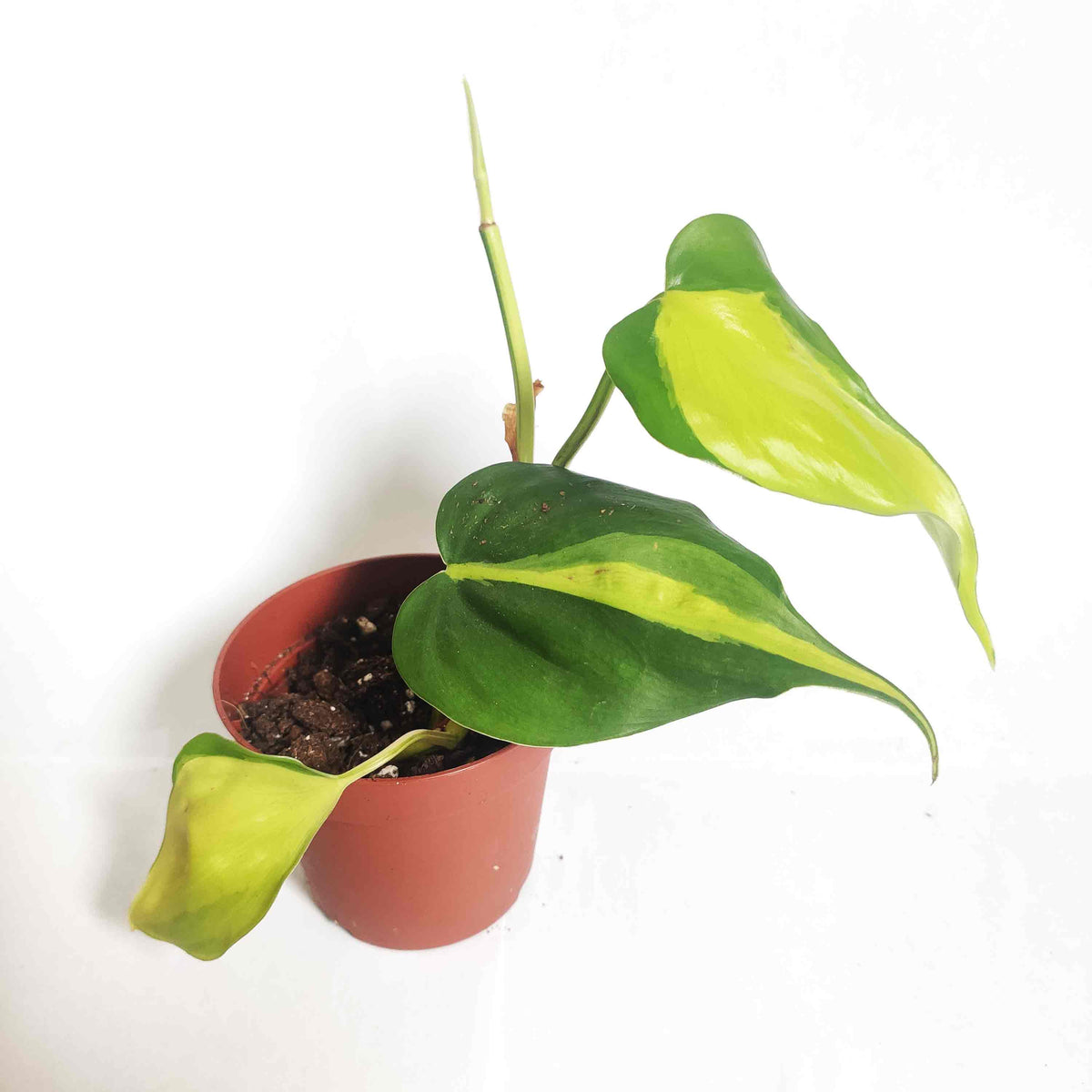 Philodendron Pack de 3 Philodendron Scandens, Philodendron Brazil, Philodendron scandens Lemon Lime | Philodendron Micans monjungle