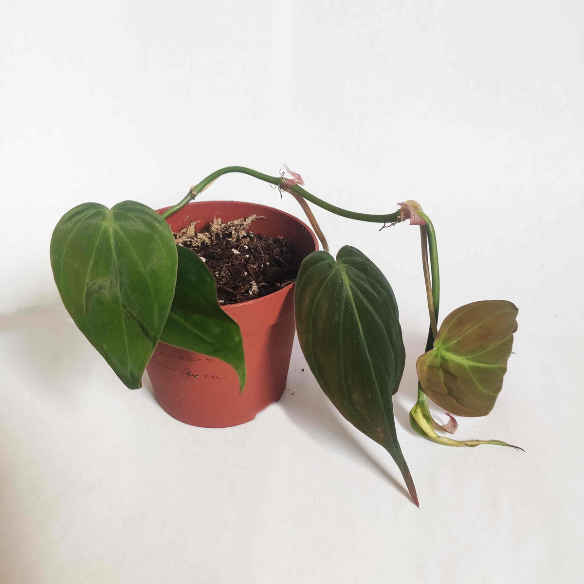 Philodendron Pack de 3 Philodendron Scandens, Philodendron Brazil, Philodendron scandens Lemon Lime | Philodendron Micans monjungle