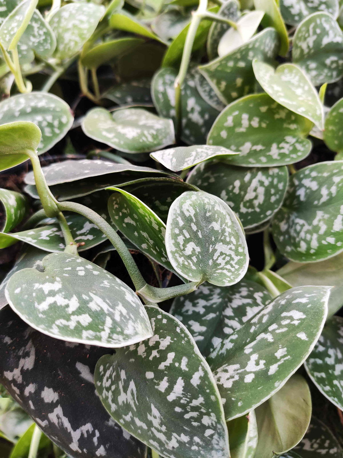 Pothos Scindapsus pictus ARGYRAEUS monjungle