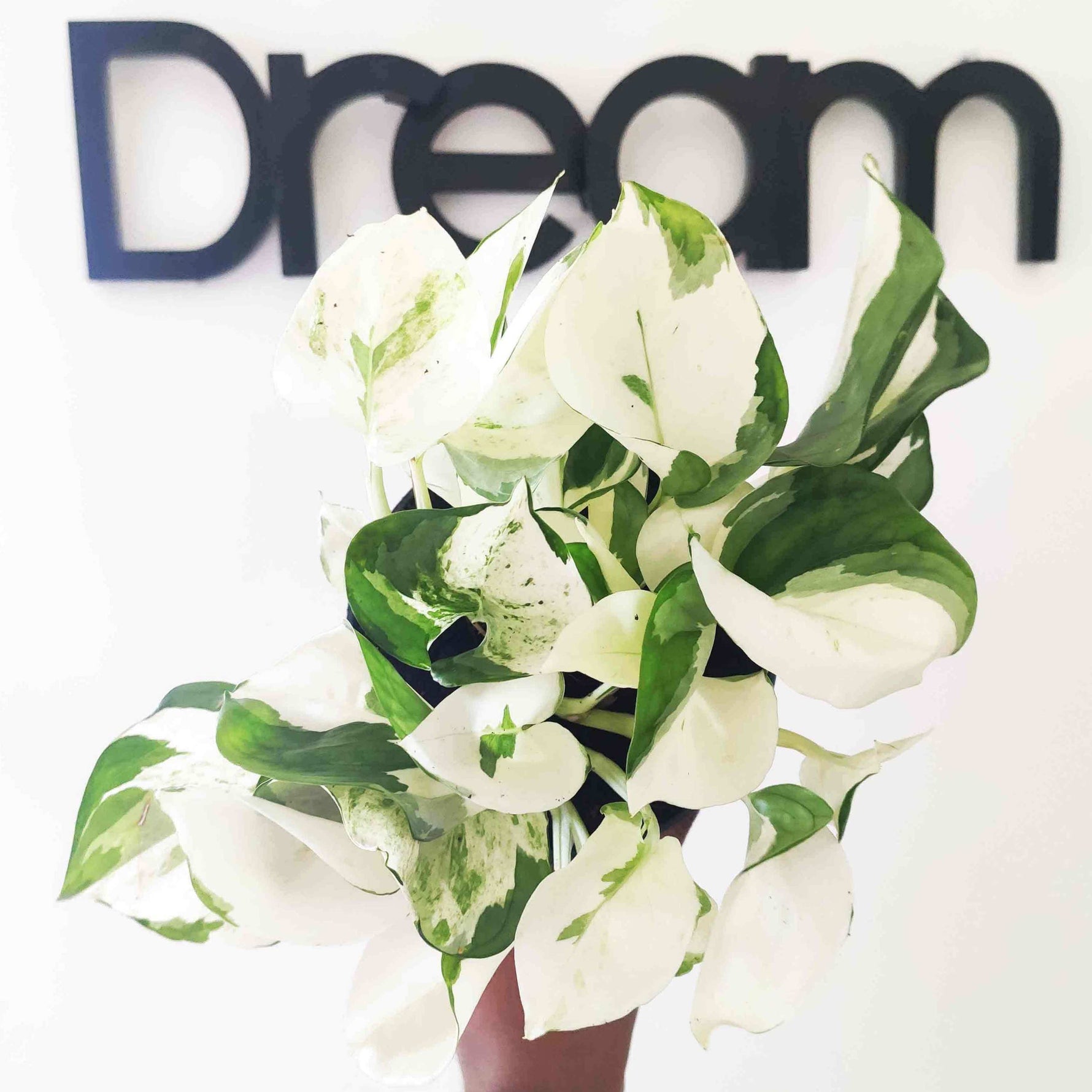 harlequin pothos price Epipremnum Harlequin