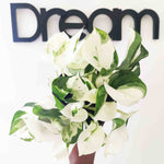 Rare Epipremnum  Harlequin- RARE Super White Cultivar d'Epipremnum Aureum Harlequin - monjungle