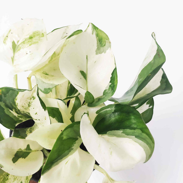 Rare Epipremnum  Harlequin- RARE Super White Cultivar d'Epipremnum Aureum Harlequin - monjungle