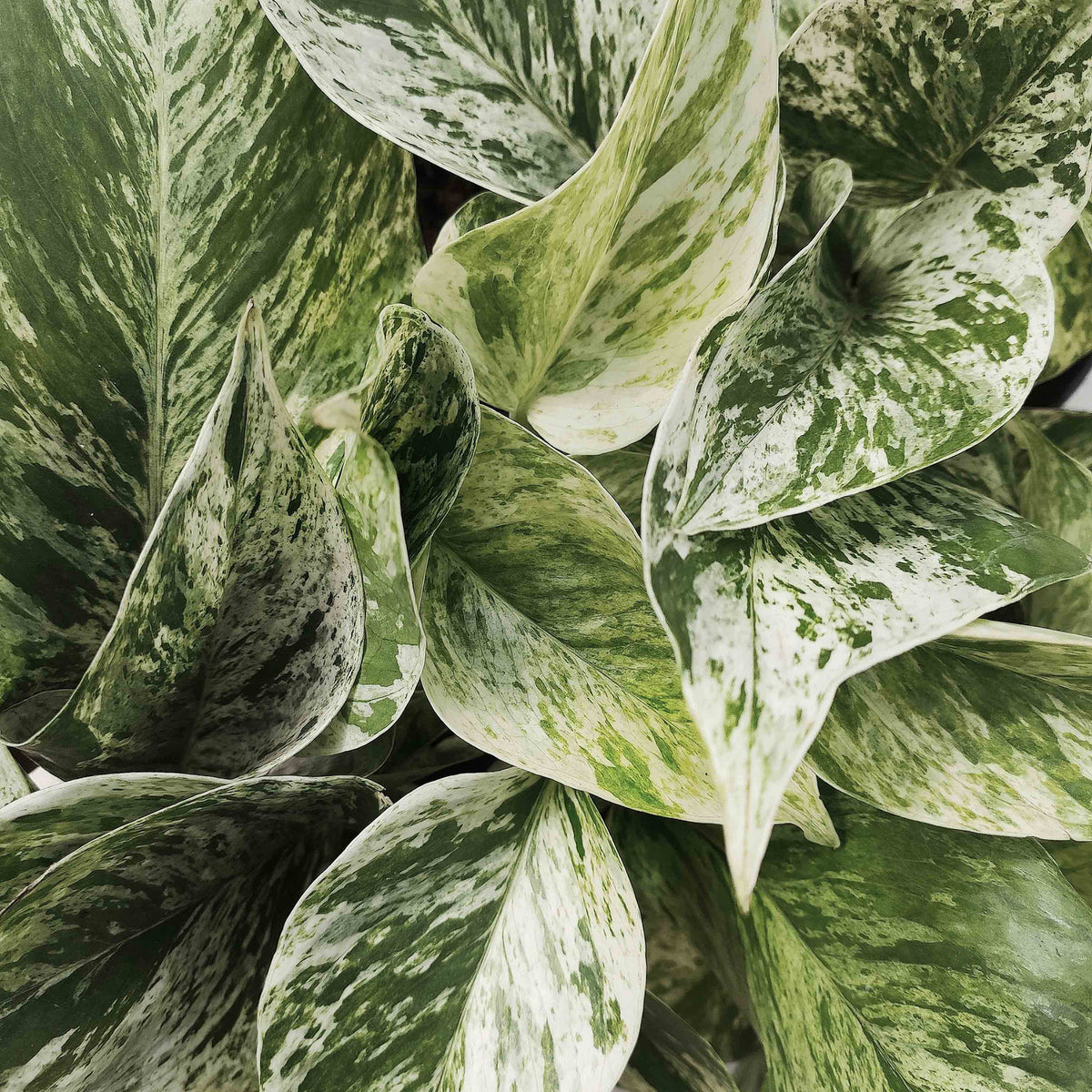 Pothos SNOW QUEEN monjungle