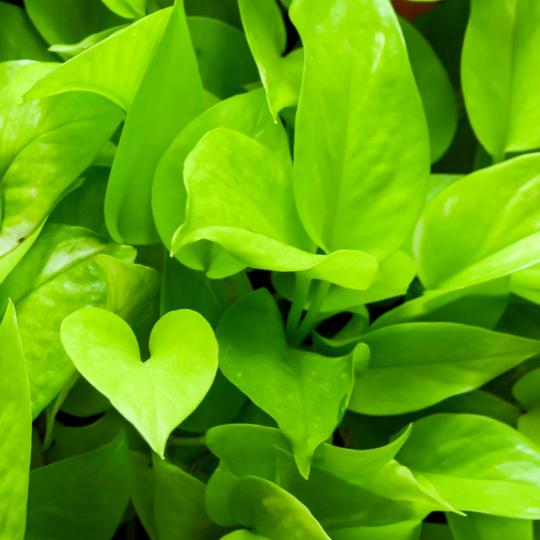 Néon Pothos | scindapsus neon pothos monjungle