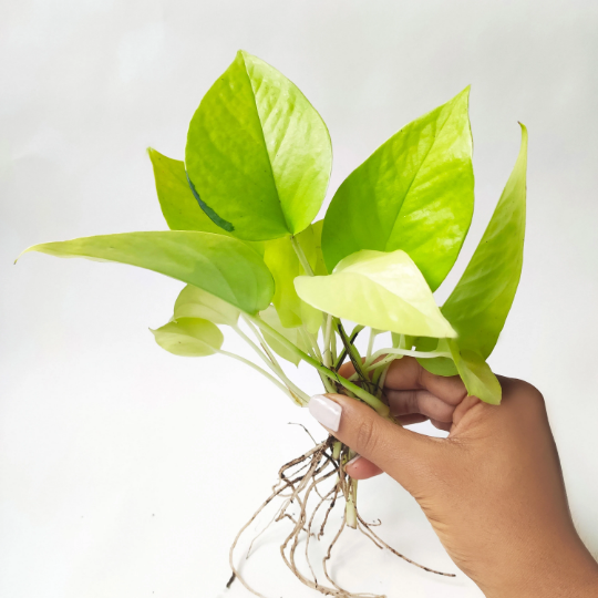 Néon Pothos | scindapsus neon pothos monjungle