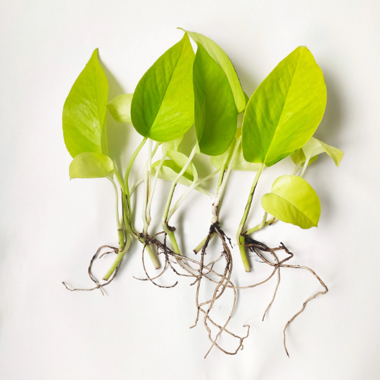 Néon Pothos | scindapsus neon pothos monjungle