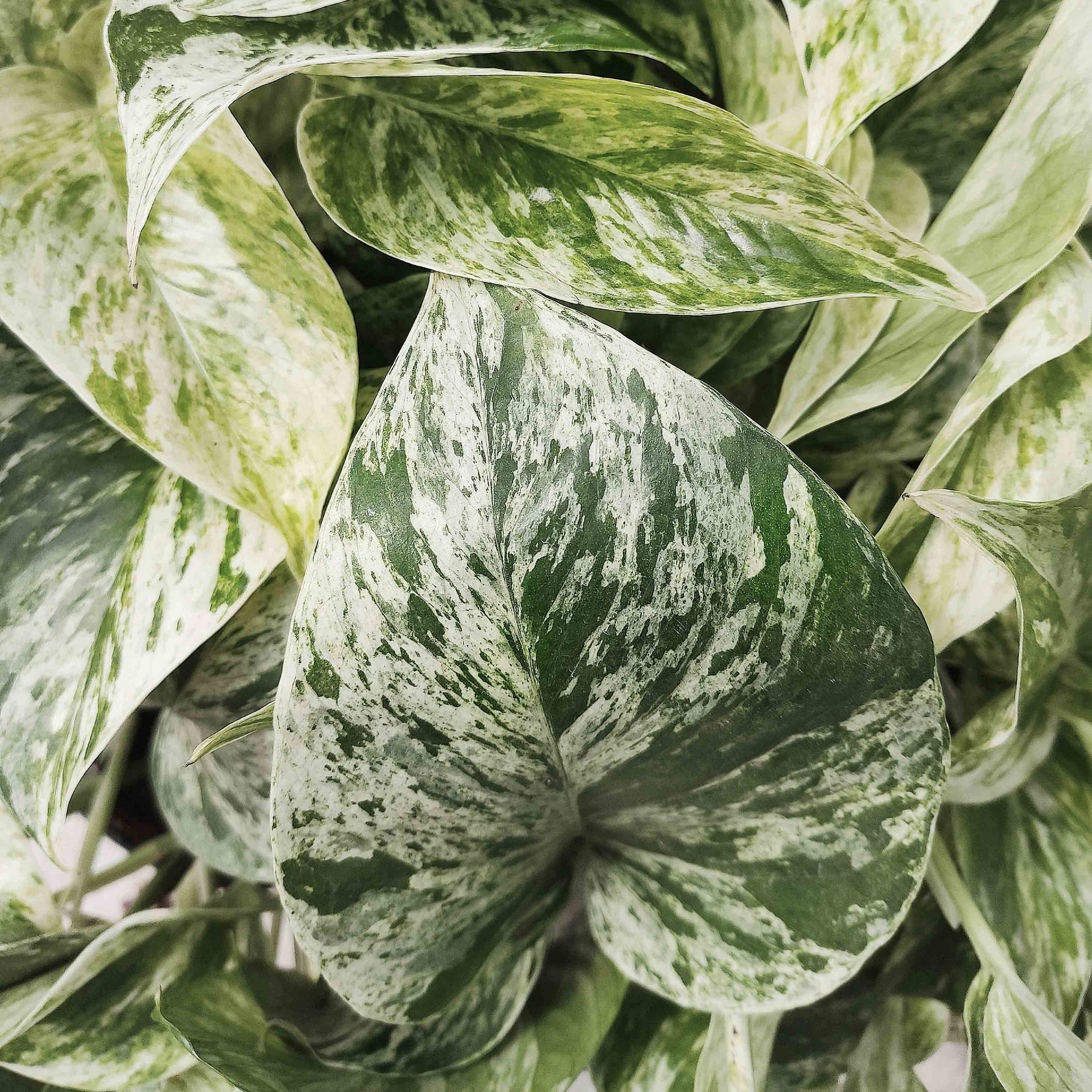 snow white pothos Pothos Snow Queen