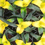 Rare Sansevieria 'Star Canary'- Plante d'intérieur de SANSEVIERIA- Plante rare d'intérieur - monjungle