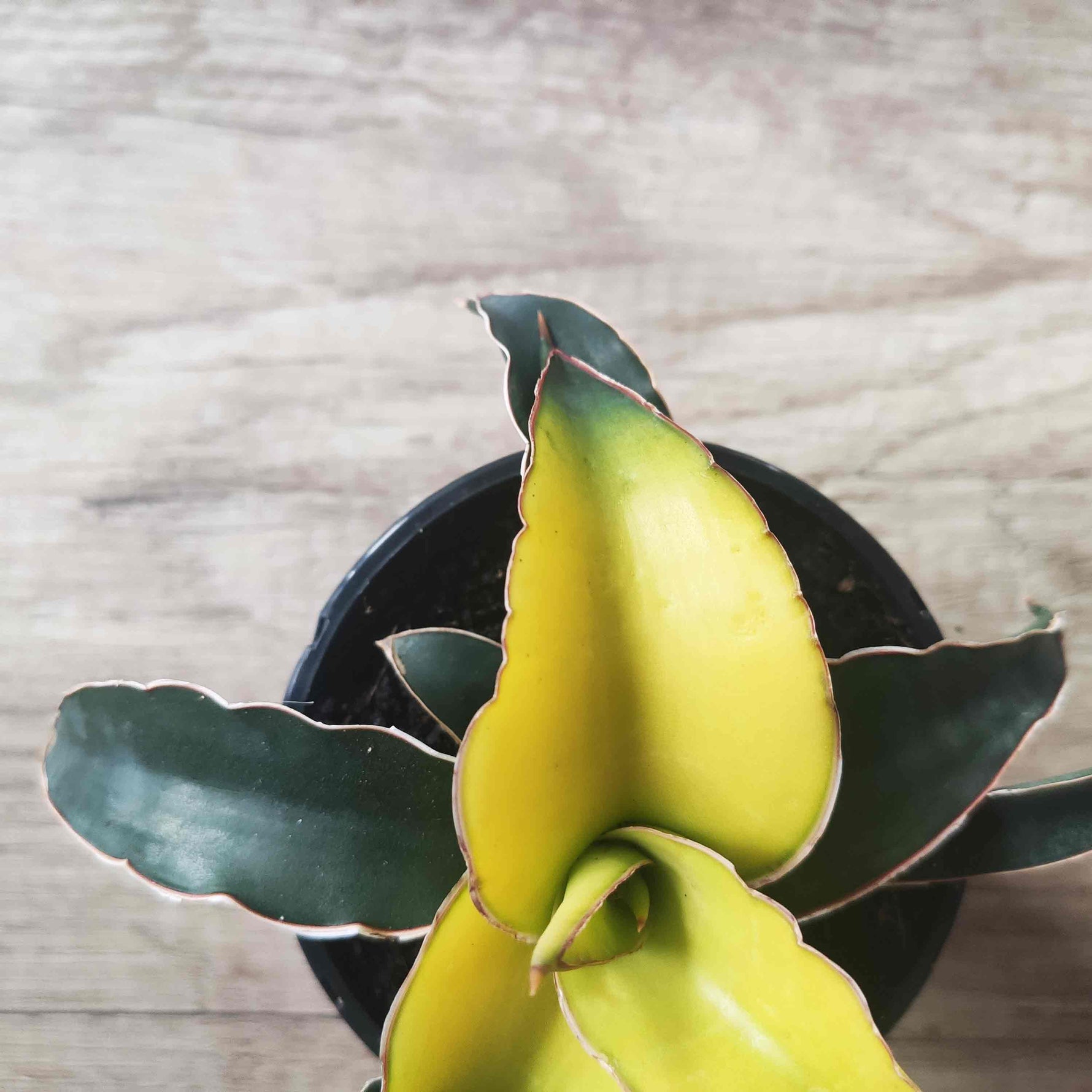 sansevieria star canary Sansevieria Star Canary