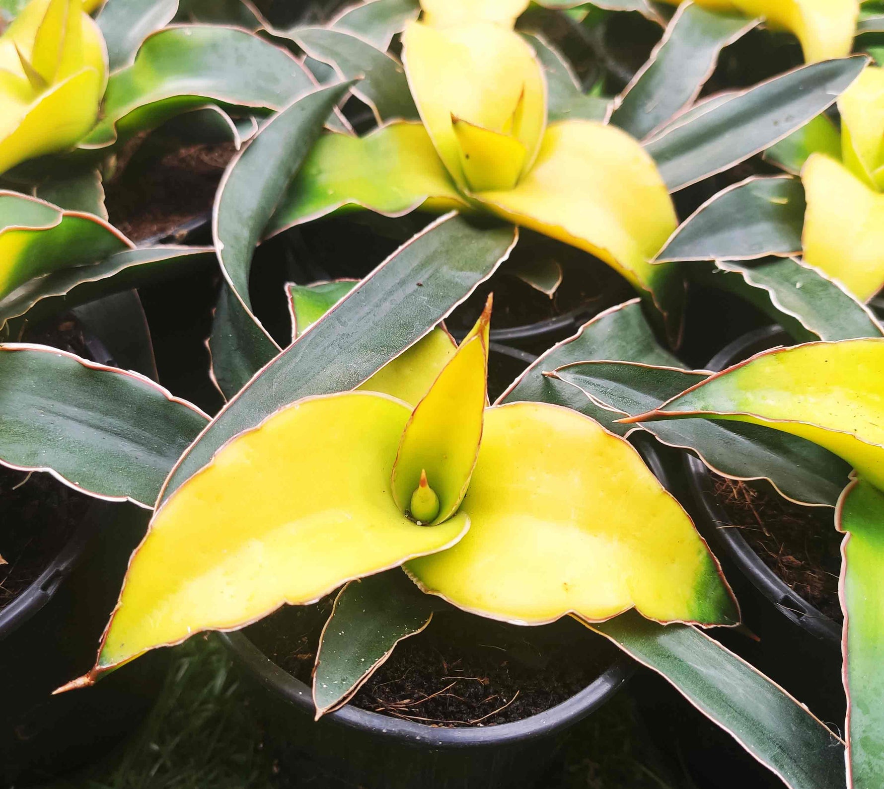 sansevieria yellow canary Sansevieria Star Canary