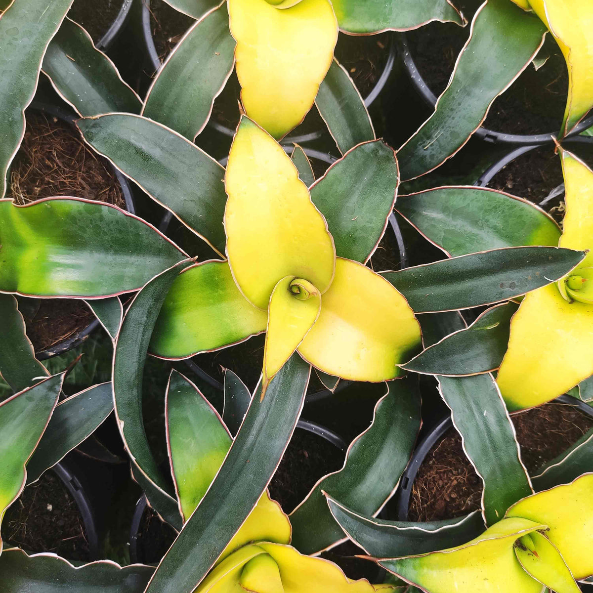 Rare Sansevieria 'Star Canary'- Plante d'intérieur de SANSEVIERIA- Plante rare d'intérieur monjungle