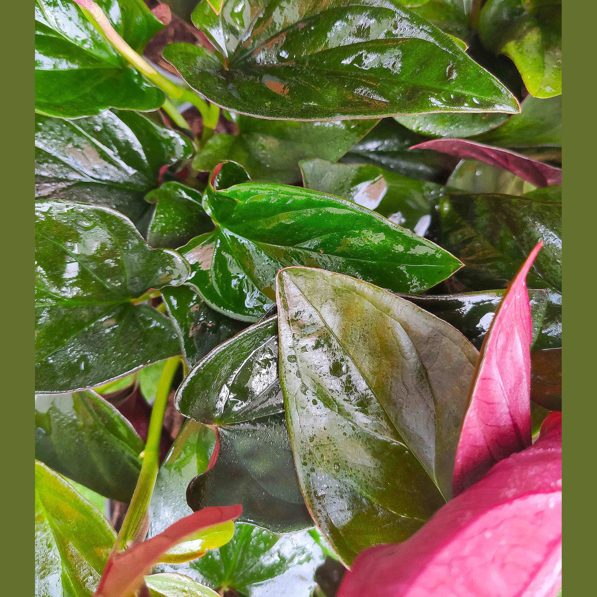 Syngonium Erythrophyllum "Llano Carti RD" monjungle