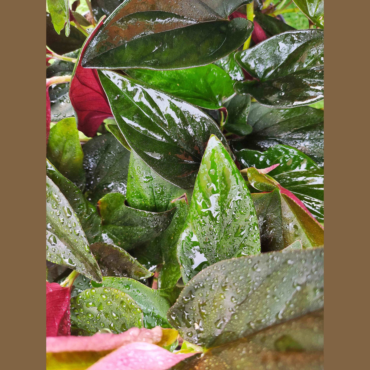 Syngonium Erythrophyllum "Llano Carti RD" monjungle