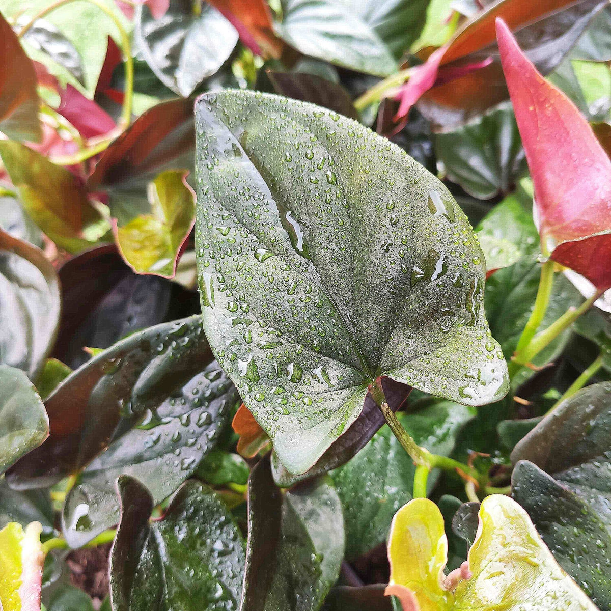 Syngonium Erythrophyllum "Llano Carti RD" monjungle