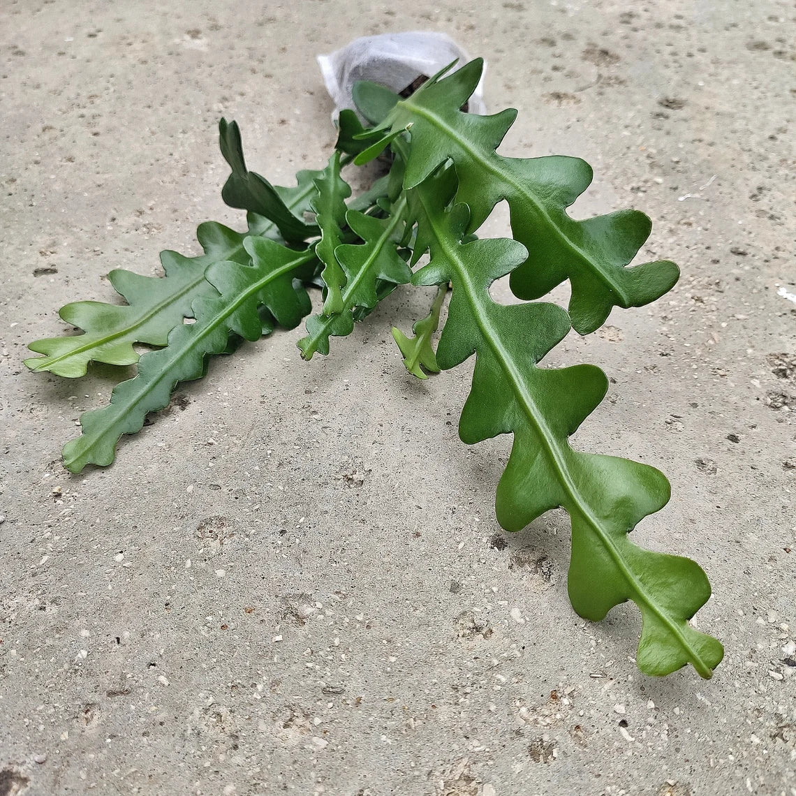 Epiphyllum anguliger / cactus zigzag monjungle